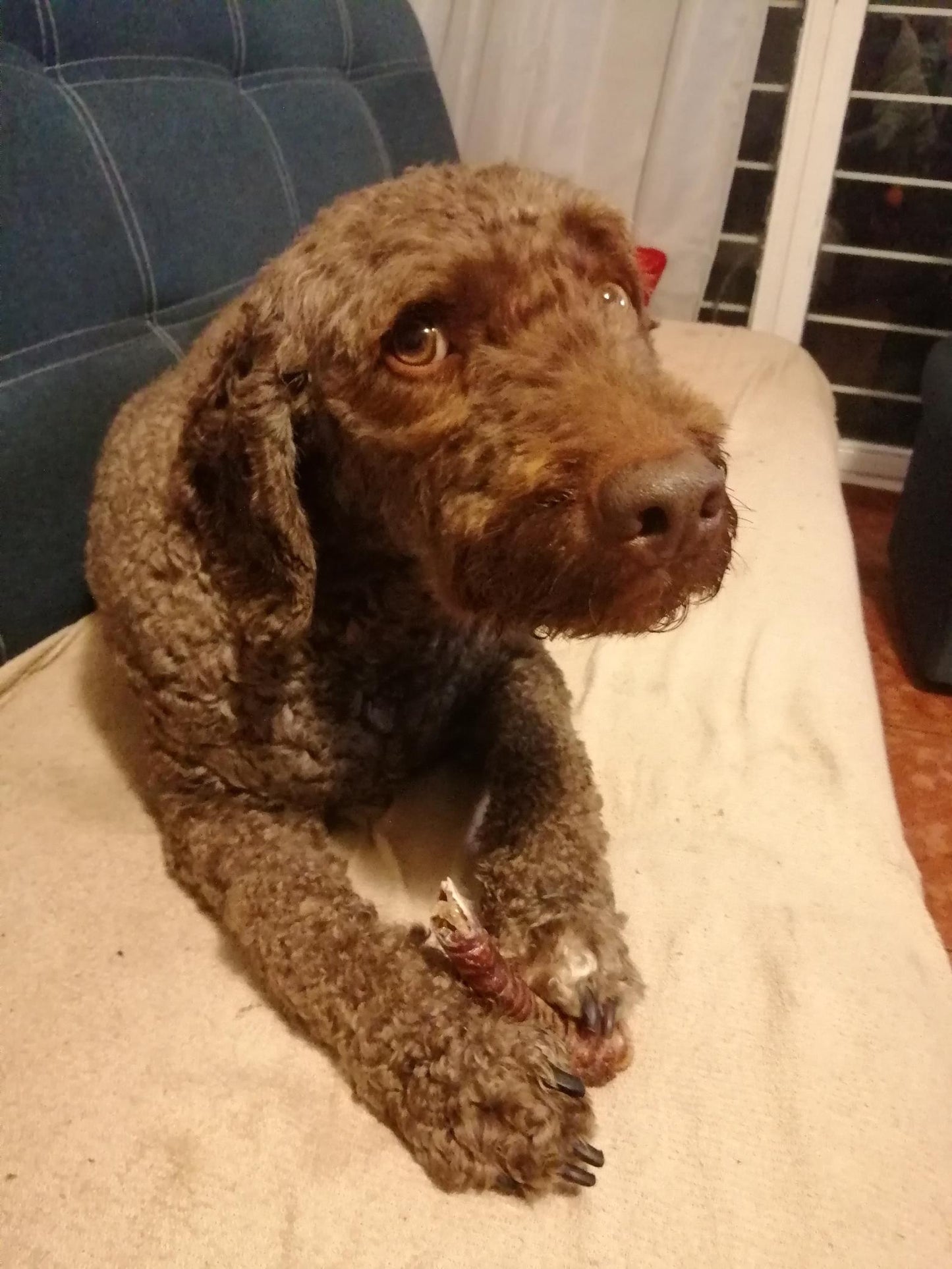 Tráquea deshidratada VALUE PACK