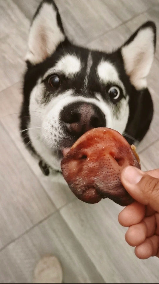 Trompita de Cerdo